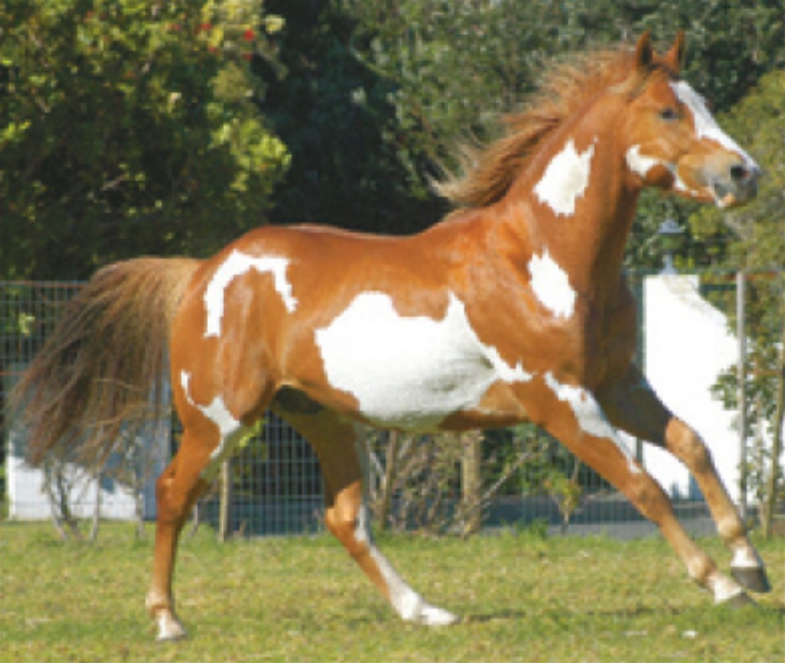 American Paint Horses - Coloured Stallion